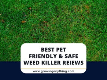 Best Pet Friendly Safe Weed Killers