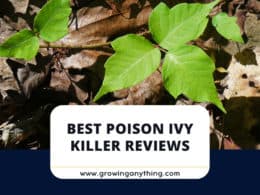 Best Poison Ivy Killers