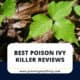 Best Poison Ivy Killers