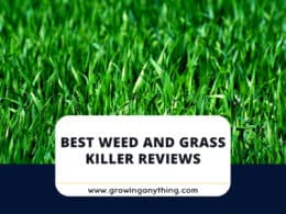 Best Weed and Grass Killers