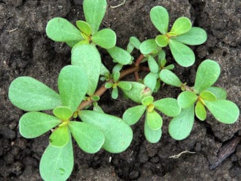 Planting Purslane by Transplanting