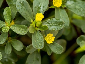 Purslane Portulaca Oleracea