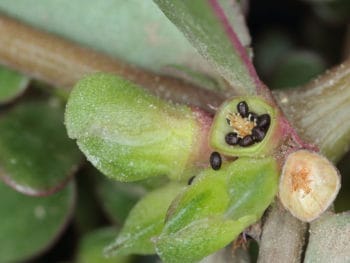 Purslane Portulaca Oleracea Leaves Seeds