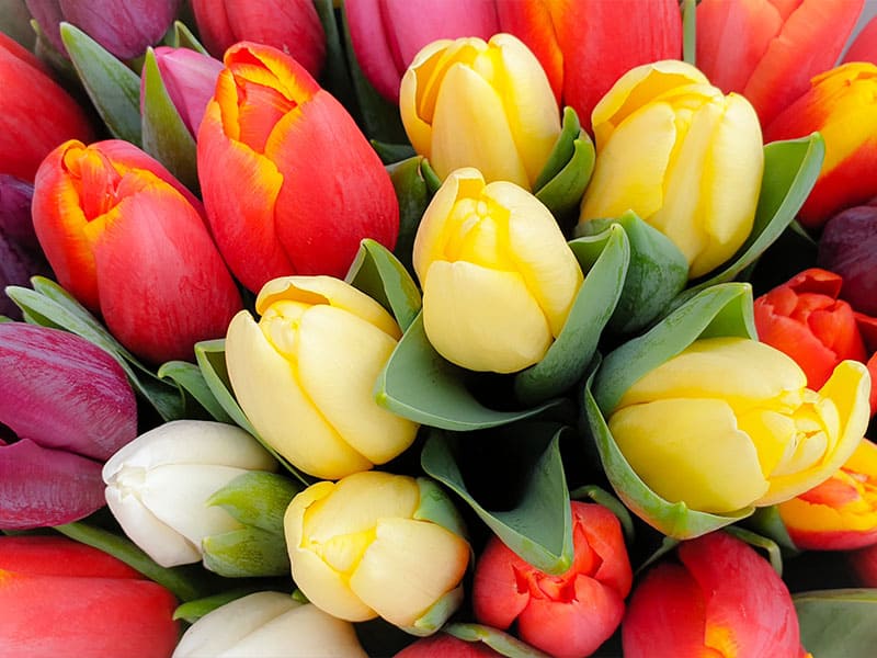 A Bouquet of Vibrant and Colorful Tulip Bulbs