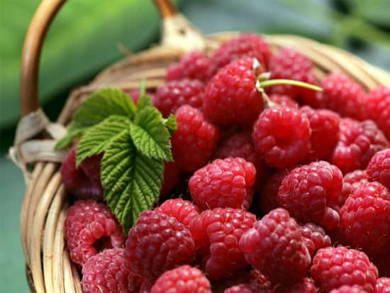 A bucket of berries