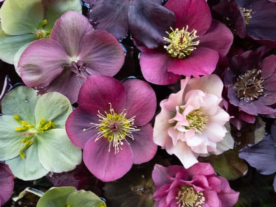 A Bunch of Hellebore Flowers of Various Colors