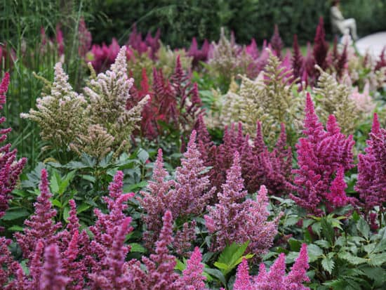 A Field Of Astilbes in Many Colors