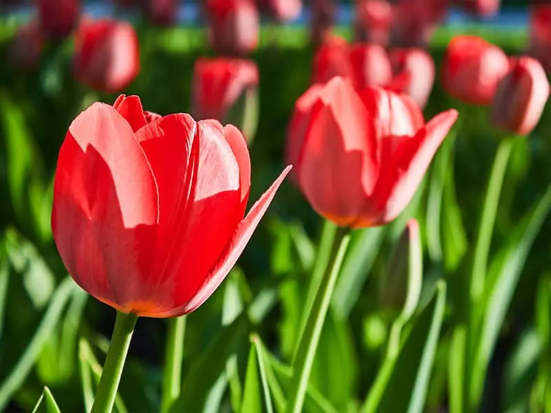 A Field Red Tulip Bulbs on a Sunny Day