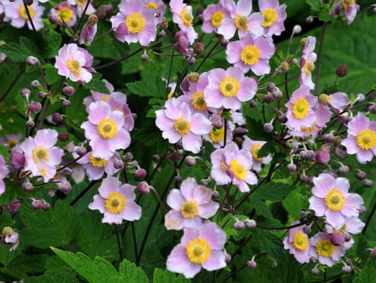 A Gorgeous Flowerbed of Japanese Anemones