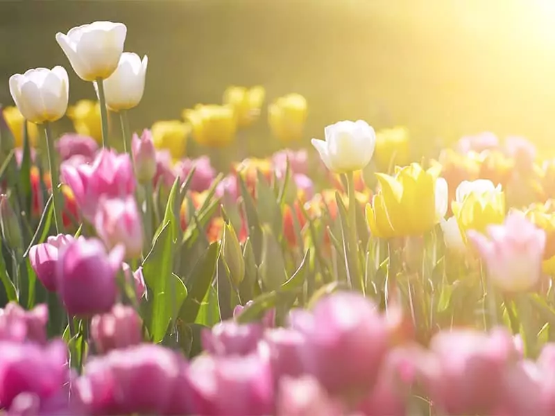 Amazing Field of Tulips against Sunset Light