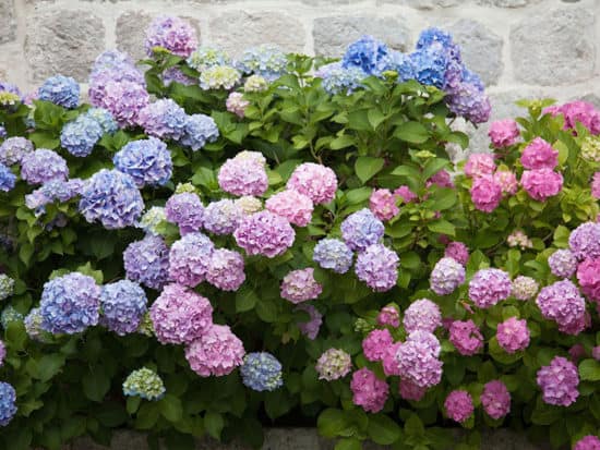 Beautiful Hydrangea Bushes against a Stone Wall