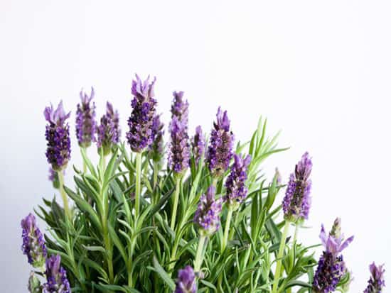 Beautiful lavender flowers