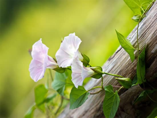 Beautiful pink bindweed