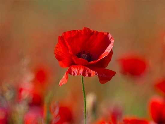 Beautiful poppy flower