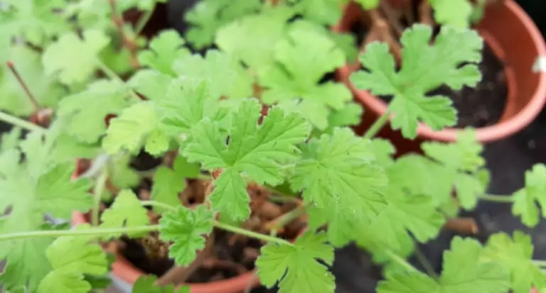Best Plants To Repel Mosquitoes