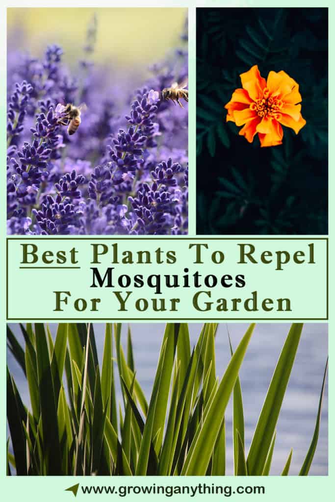 Best Plants To Repel Mosquitoes