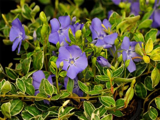 Bigleaf periwinkle