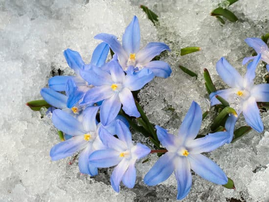 Blue Flower Chionodoxa