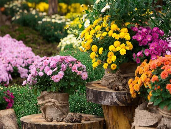 Bouquet beautiful chrysanthemum