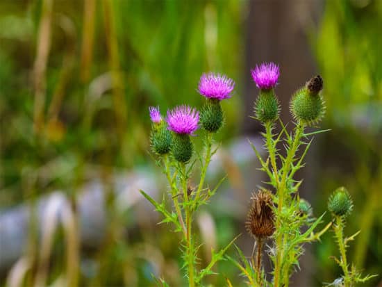 Canada thistles bloom