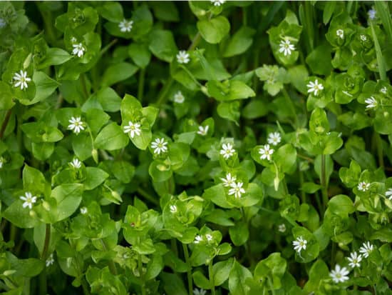 Chickweed small white