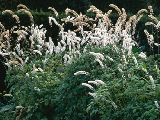 Cimicifuga Simplex Growing in Bushes in Garden