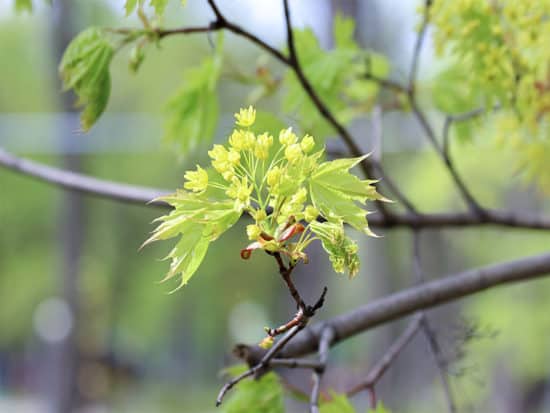 Closeup flowers