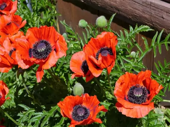 Cluster orange poppies