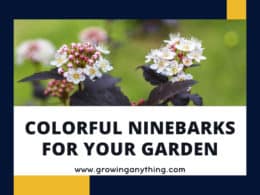 Colorful Ninebarks