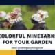 Colorful Ninebarks