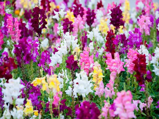 Colorful snapdragon flower