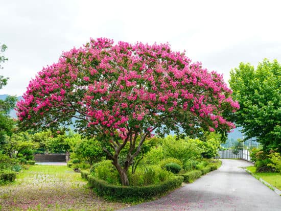 Crape Myrtle Beautiful Korean Garden