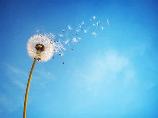 Dandelion seeds