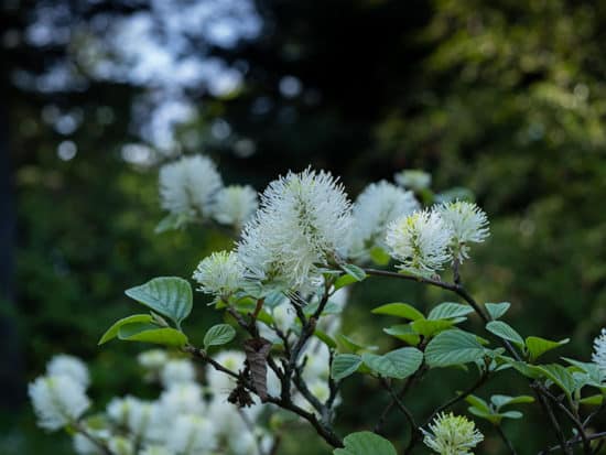 Exotic Fothergilla Growing In a Shady Garden