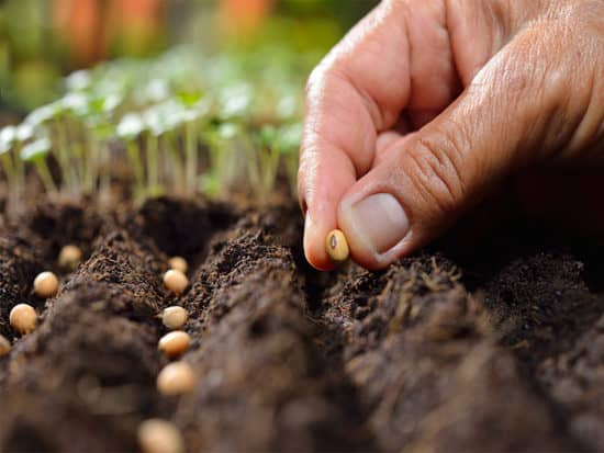 Farmers hand planting seed soil