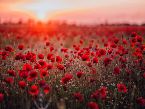 Field of red poppies