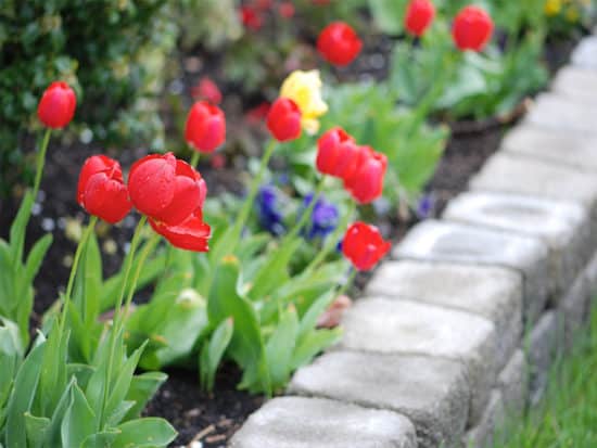 Flower bed with tulips