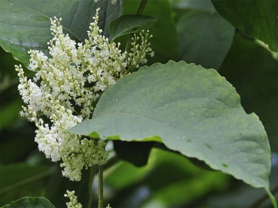 Flowers persicaria