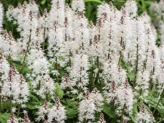 Foamflower Perennials in Bunch Planted in a Shady Garden