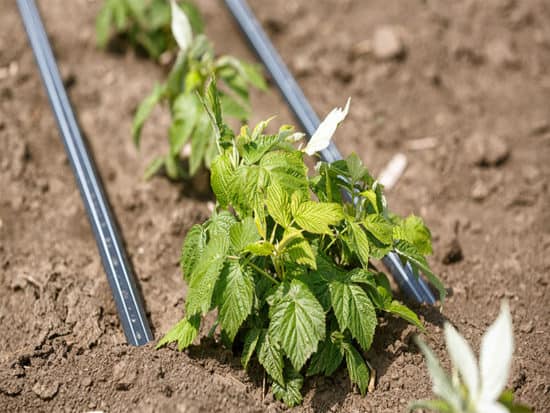 Freshly planted raspberries