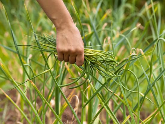 Garlic Scapes