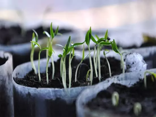 Germination sprout vegetable crop transition plant