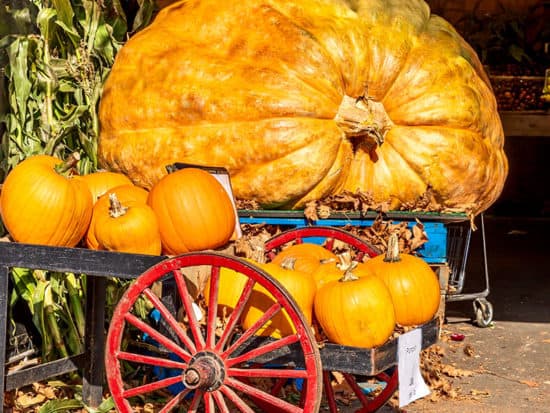 Giant Pumpkin Sits Market