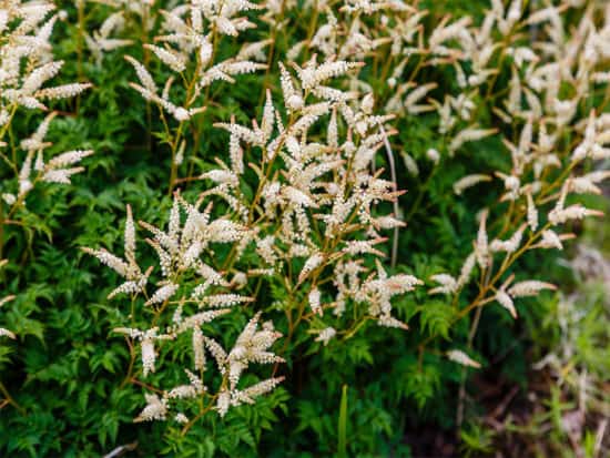 Goats beard