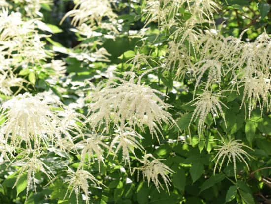 Goat’s Beard Perennial Growing in Garden