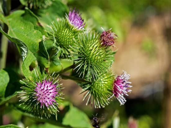 Greater burdock