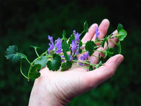 Ground ivy