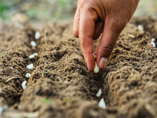 Hand planting pumpkin