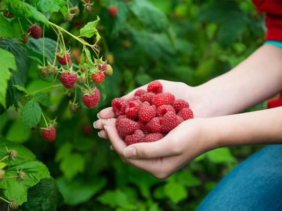 Harvesting raspberries