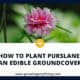How To Plant Purslane